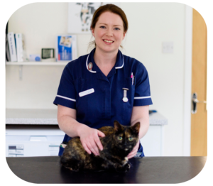 3 vet with cat at rutland vets