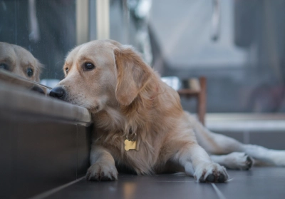 stress and anxiety can have an affect on your pets health