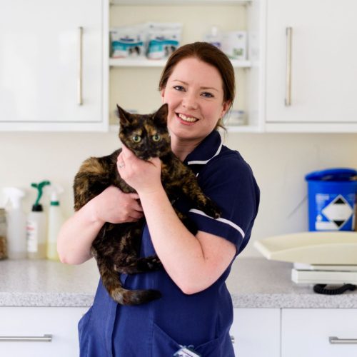 cat microchipping leicester cat microchipping at rutland
