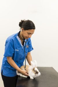 Rutland & Kings Vets book your rabbit neutering appointment with Rutland & Kings Vets