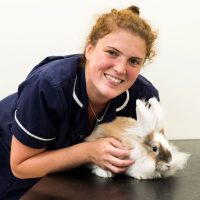rabbit neutering rutland rabbit neutering from Rutland & Kings Vets