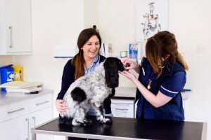 dog vaccinations at rutland dog vaccinations at rutland