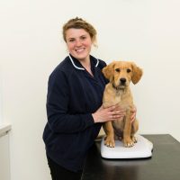 puppy and dog vaccinations puppy and dog vaccinations from Rutland & Kings Vets