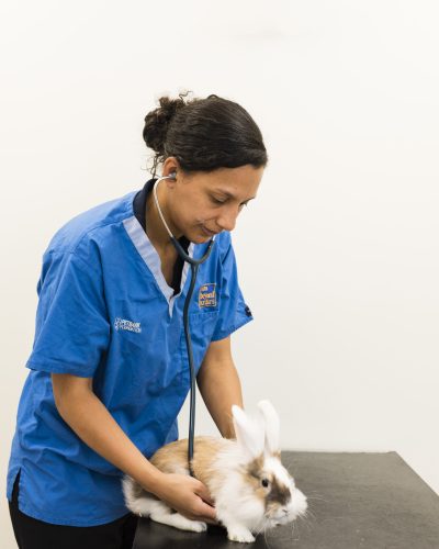 Rutland & Kings Vets rabbit vaccinations at rutland vets