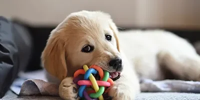 7-behaviours-puppies