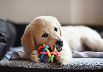 7 behaviours puppies