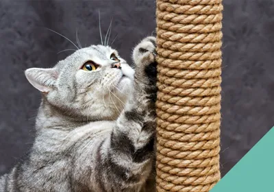cat scratching post
