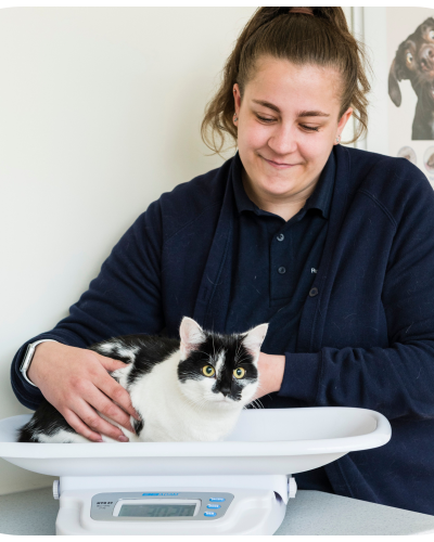 health check with kitten vaccinations health check with kitten vaccinations