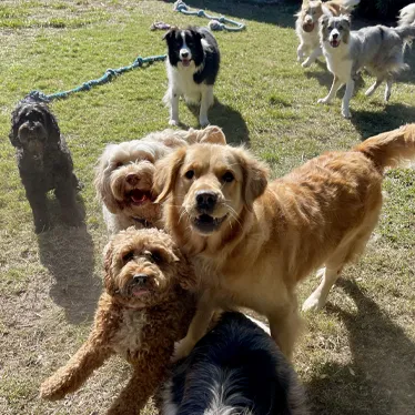 vaccinations-dogs-image-01 vaccinations-dogs-image-01